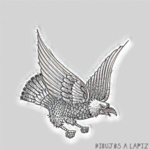 Aguila Imagenes