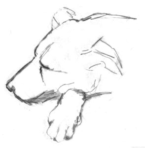 Como dibujar un Perro facil