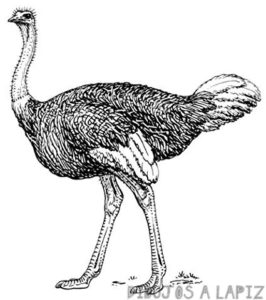 avestruz animada