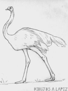 avestruz dibujo animado