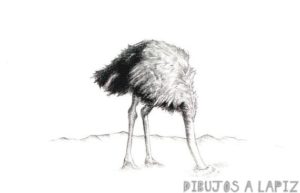 avestruz para dibujar