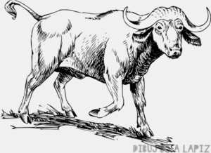 bufalo caricatura