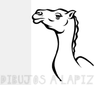 camello dibujo