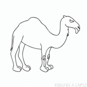 camello gracioso