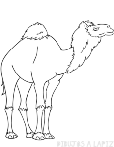 camello para niños
