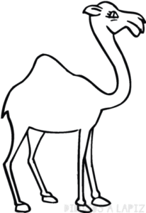 camellos para dibujar