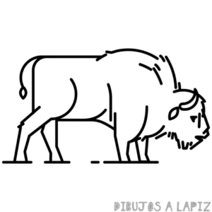 como dibujar un bisonte