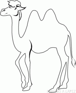 como dibujar un camello para niños