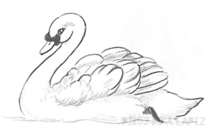 como dibujar un cisne facil