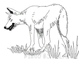 como dibujar un lobo realista