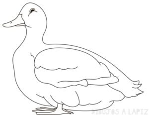 como dibujar un pato