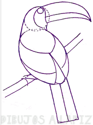 como dibujar un tucan a lapiz