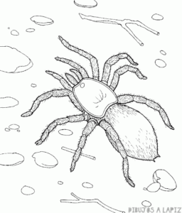 como dibujar una araña para niños
