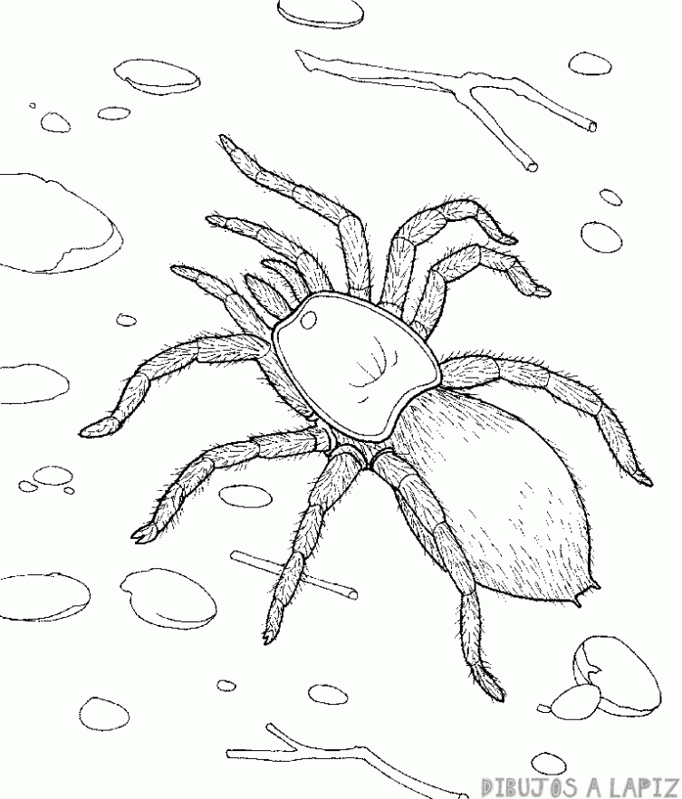 como dibujar una araña para niños