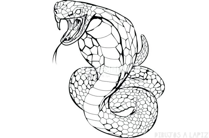 ᐈ Dibujos de Serpientes【TOP】Serpientes animadas faciles