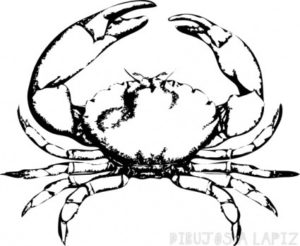 como se dibuja un cangrejo