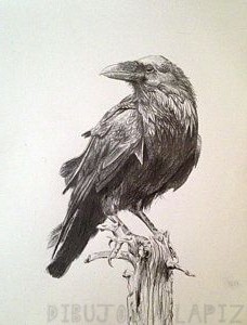 ᐈ Dibujos de Cuervos【TOP】Las mejores imágenes de Cuervos