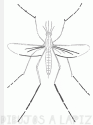 cómo dibujar un mosquito