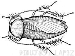 dibujo cucaracha