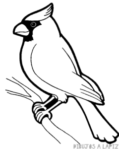 dibujo de aves