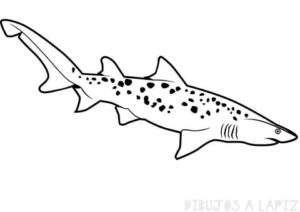 dibujo de tiburon para niños