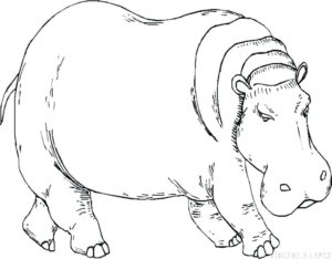 dibujo hipopotamo infantil