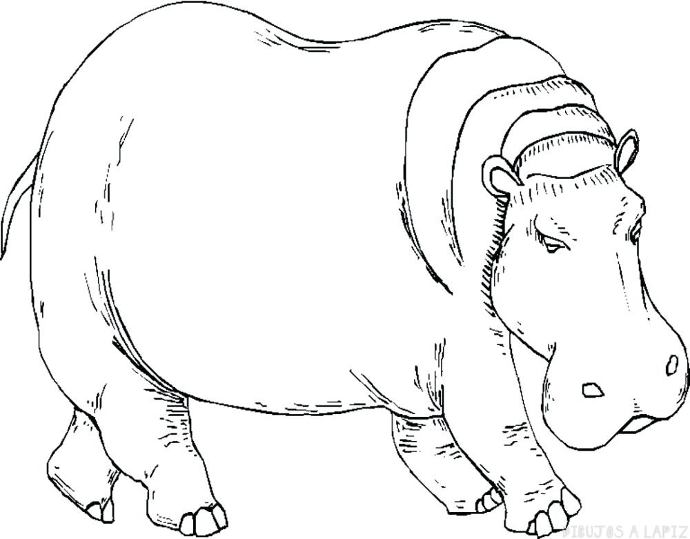 ᐈ Dibujos de Hipopotamos【TOP】Imagenes de Hipopotamos