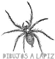 dibujos de arañas faciles