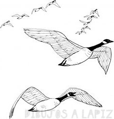 dibujos de gansos volando