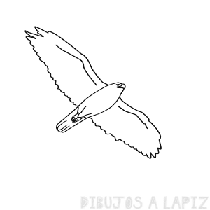 dibujos de halcones a lapiz