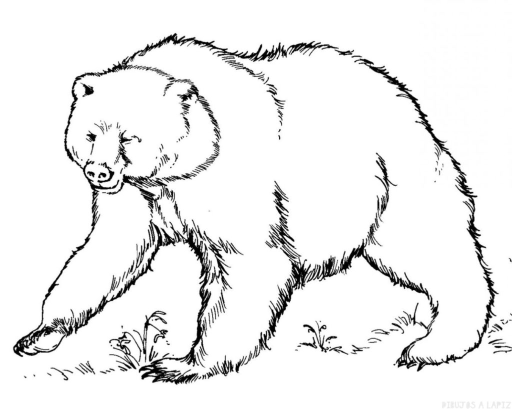 dibujos de osos polares