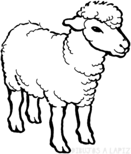 dibujos de ovejas para niños