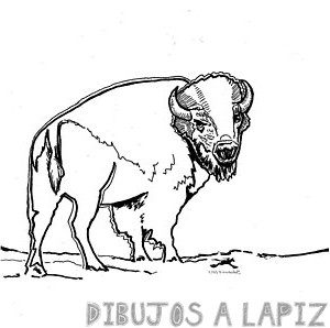 dibujos para colorear de bufalos