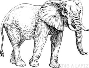 elefante dibujo