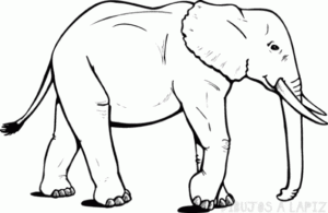 elefante dibujo a lapiz