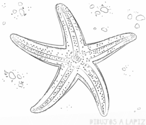 estrella de mar dibujo