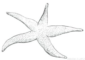 estrella de mar para niños