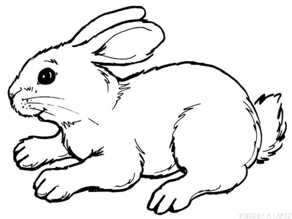 ᐈ Dibujos de Conejos【TOP】Conejos para colorear