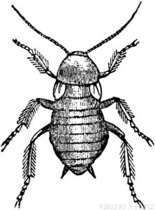 foto cucaracha