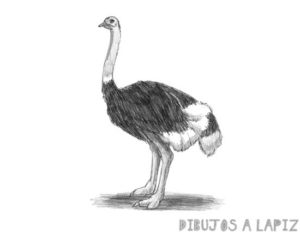 fotos de avestruz para imprimir
