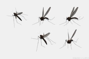 fotos de mosquitos