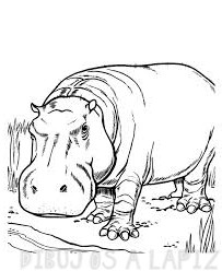 hipopotamo caricatura