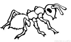 hormiga dibujo para colorear