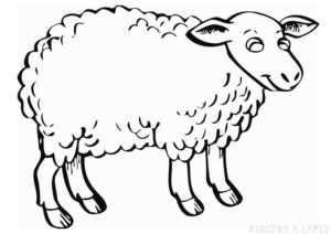 imagen oveja