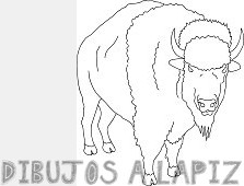 imagenes de bufalos americanos