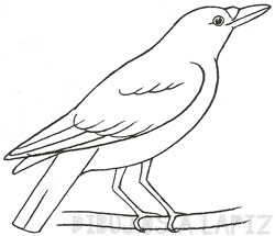 imagenes de cuervos en caricatura