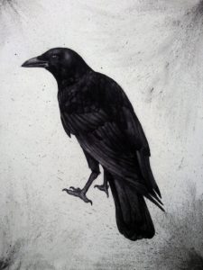 imagenes de cuervos para dibujar
