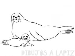 imagenes de focas para dibujar