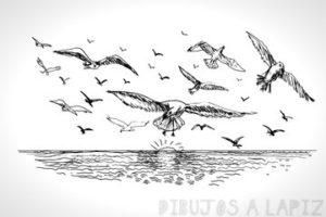 imagenes de gaviotas para dibujar