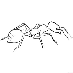 imagenes de hormigas para colorear